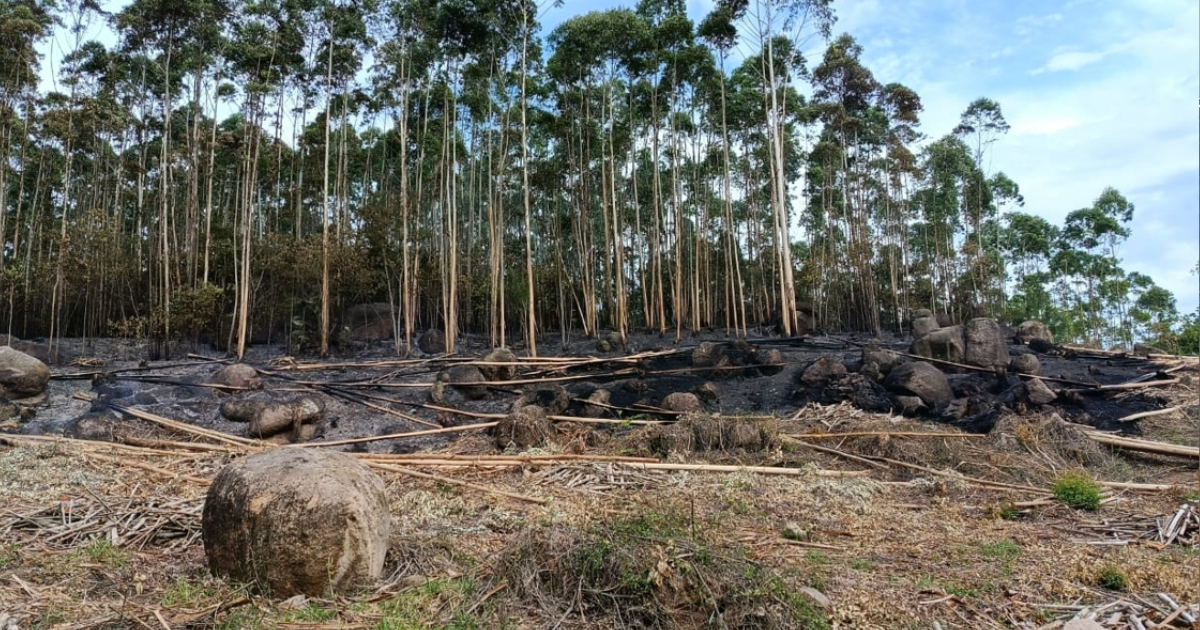 Vegetação destruída/ Foto: CBMSC